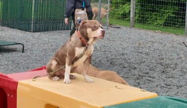 Training program for shelter pets helps dogs socialize and reduce isolation | Berks Regional News