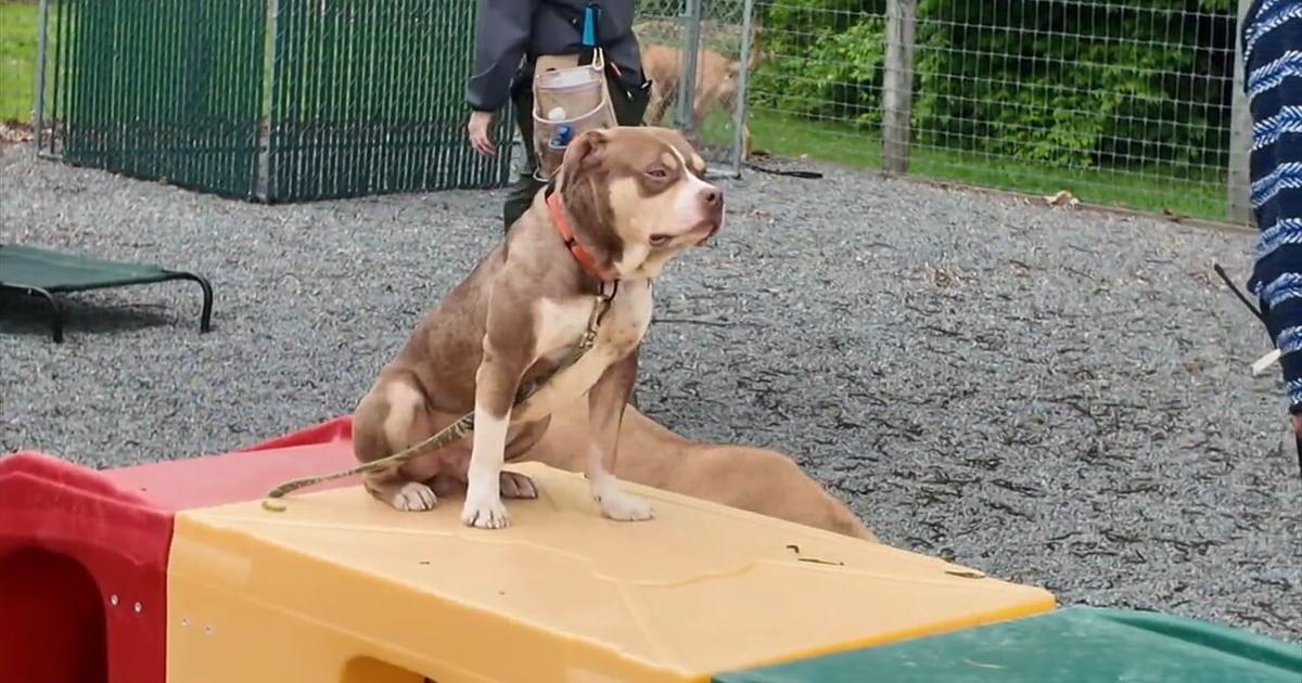 Training program for shelter pets helps dogs socialize and reduce isolation | Berks Regional News