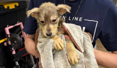 93 animals rescued from Pa. home, SPCA says