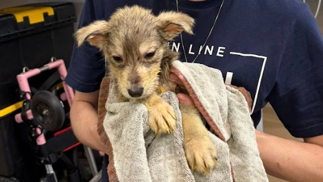 93 animals rescued from Pa. home, SPCA says