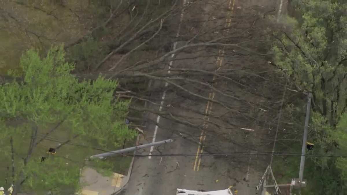 Tree falls on Peebles Road in McCandless, Pennsylvania