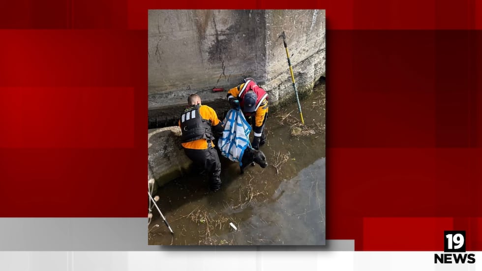 Dog rescued after swimming into drainage area off Lake Erie
