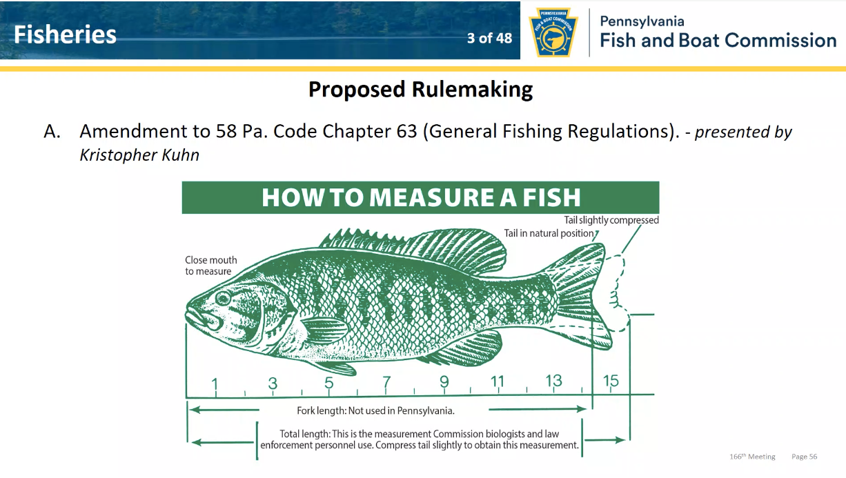 The Pennsylvania Fish and Boat Commission is formulating a regulation on how anglers should measure their fish with the tail slightly compressed.