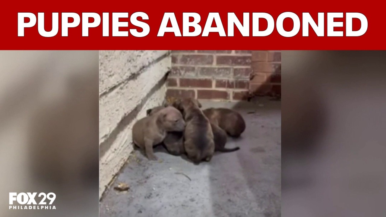 Another litter of abandoned puppies discovered in Philly 