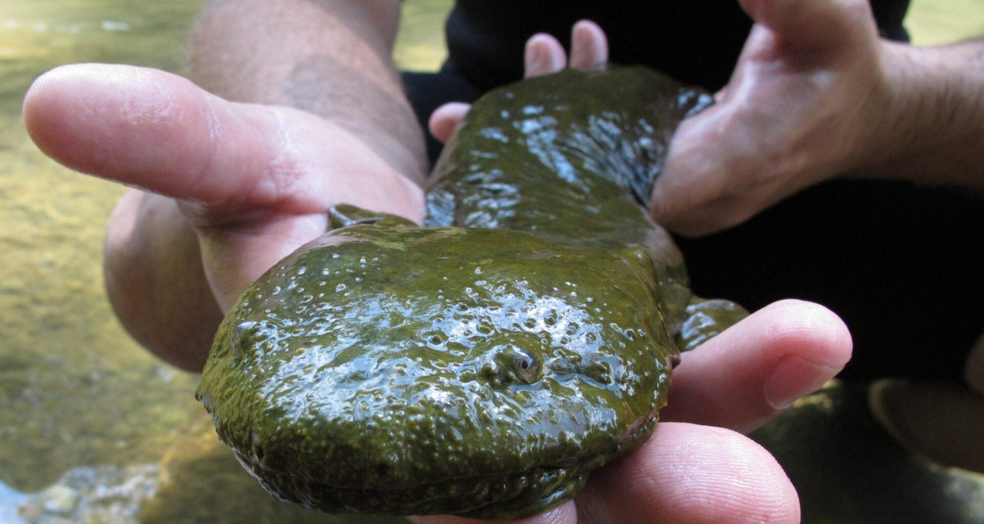Earth Day: Pennsylvania’s threatened species