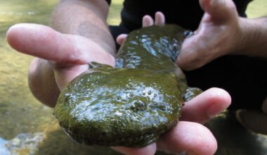 Earth Day: Pennsylvania’s threatened species