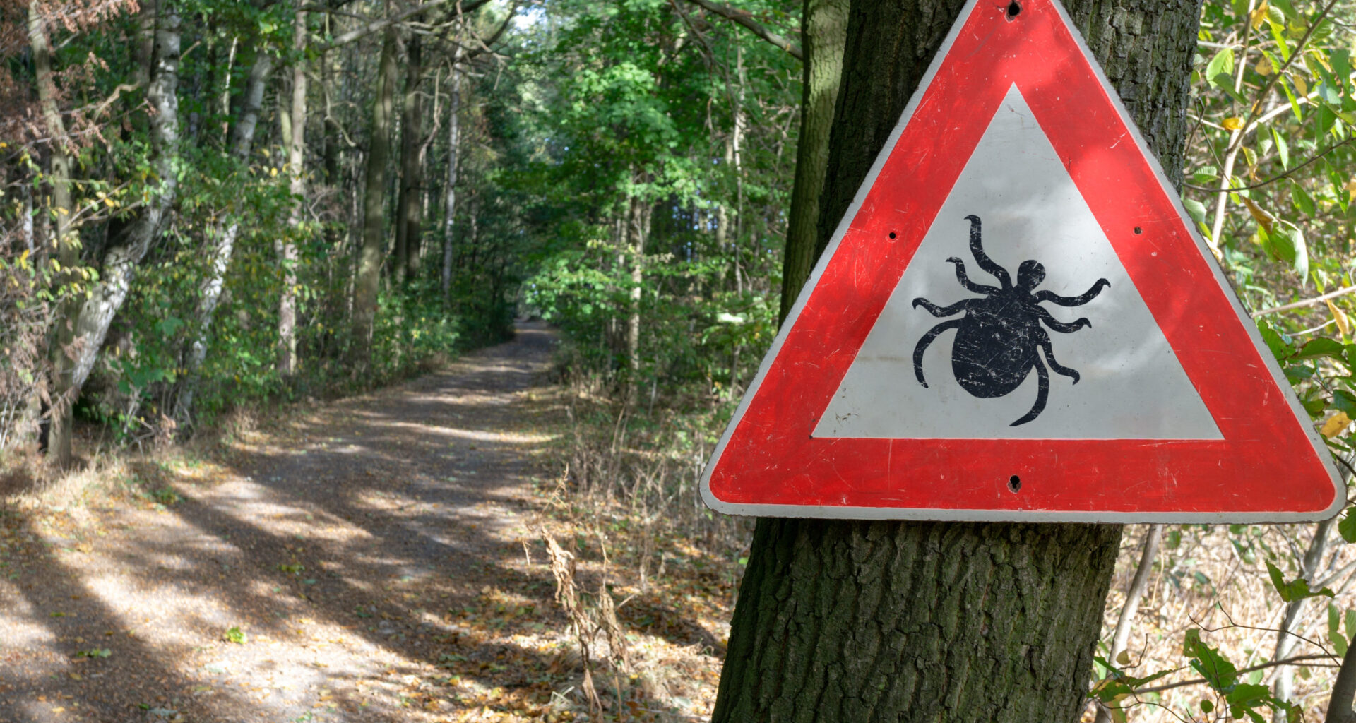 Ticks are the backyard threat Southwestern Pennsylvania forgets