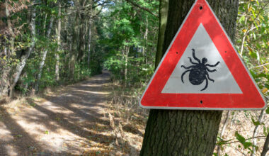 Ticks are the backyard threat Southwestern Pennsylvania forgets
