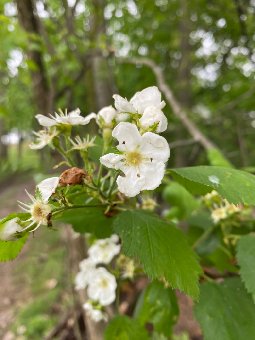 White hawthorn floweers amid green leaves