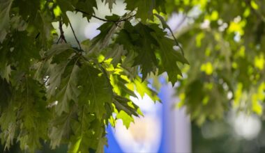 Earth Month events celebrate sustainability with awards, films, tree tours, symposia | University Times