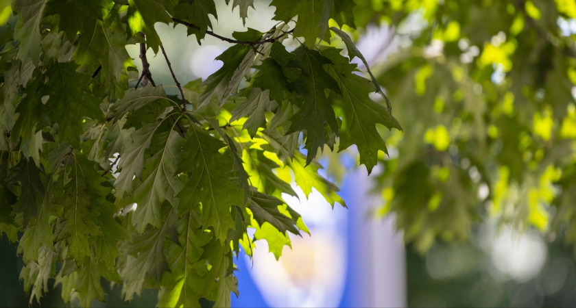 Earth Month events celebrate sustainability with awards, films, tree tours, symposia | University Times