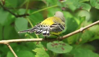 Could the insect apocalypse be fueling the decline in some migrating birds?