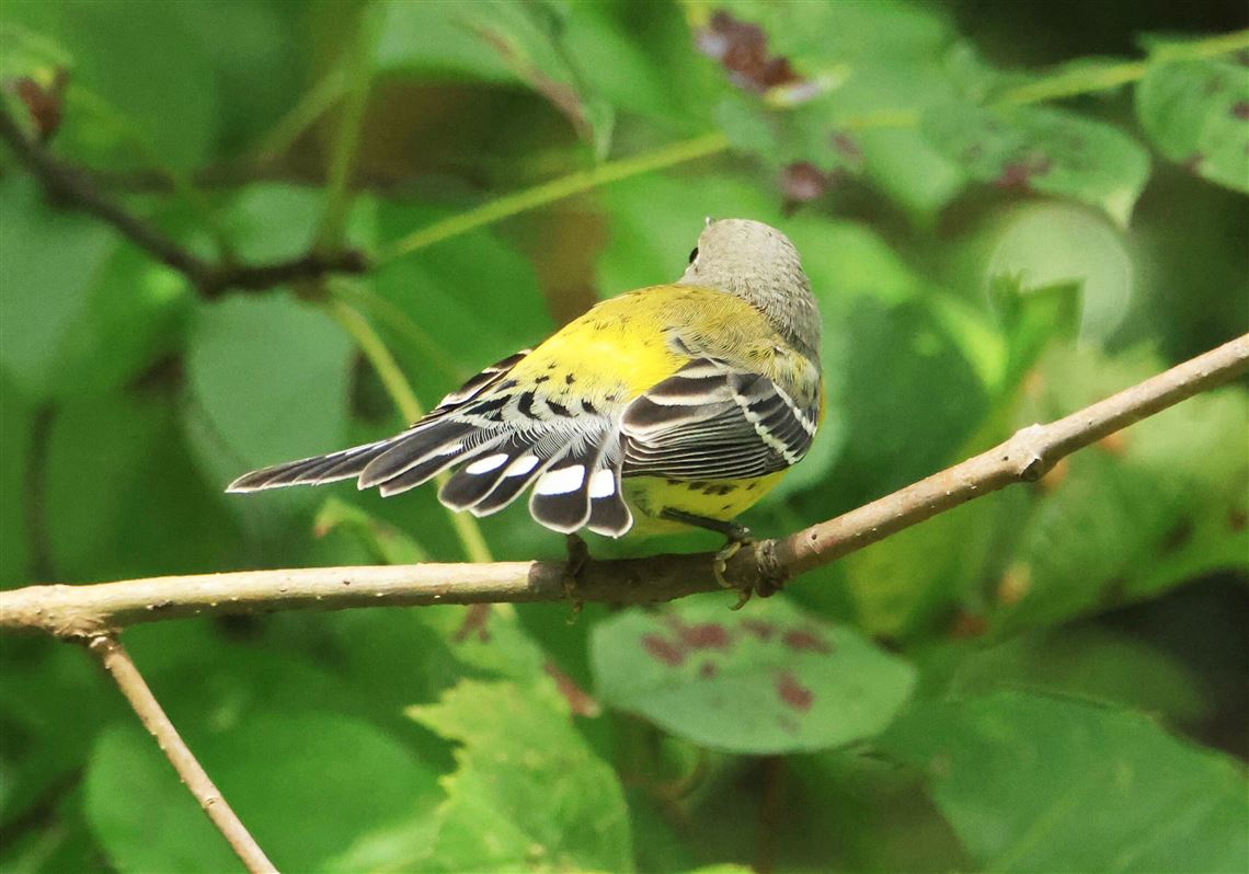 Could the insect apocalypse be fueling the decline in some migrating birds?