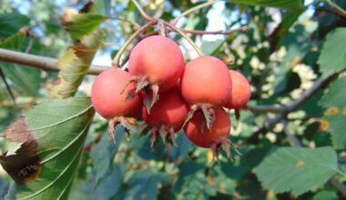 Is the rare Pennsylvania hawthorn ready for its moment in the sun?