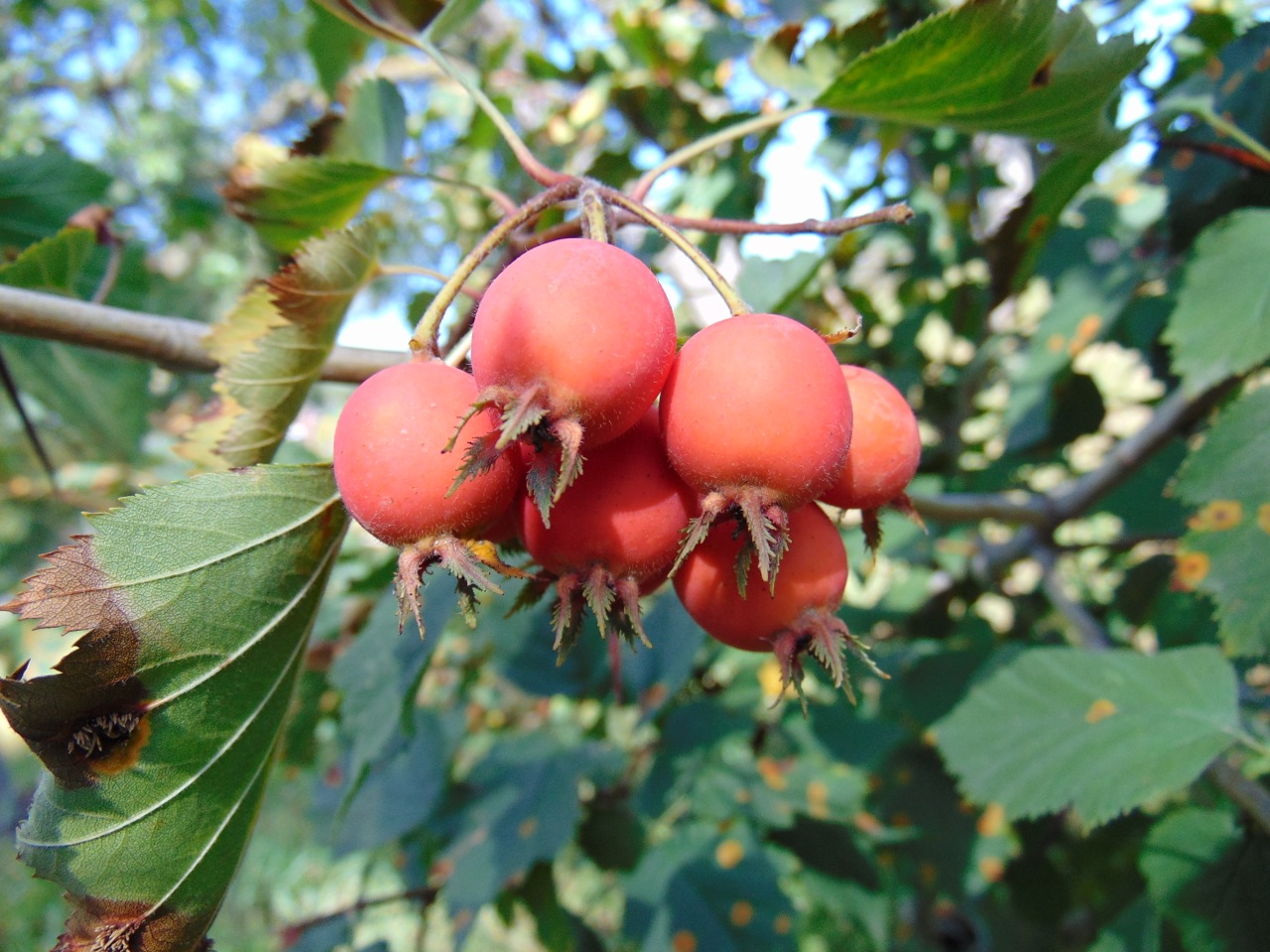 Is the rare Pennsylvania hawthorn ready for its moment in the sun?