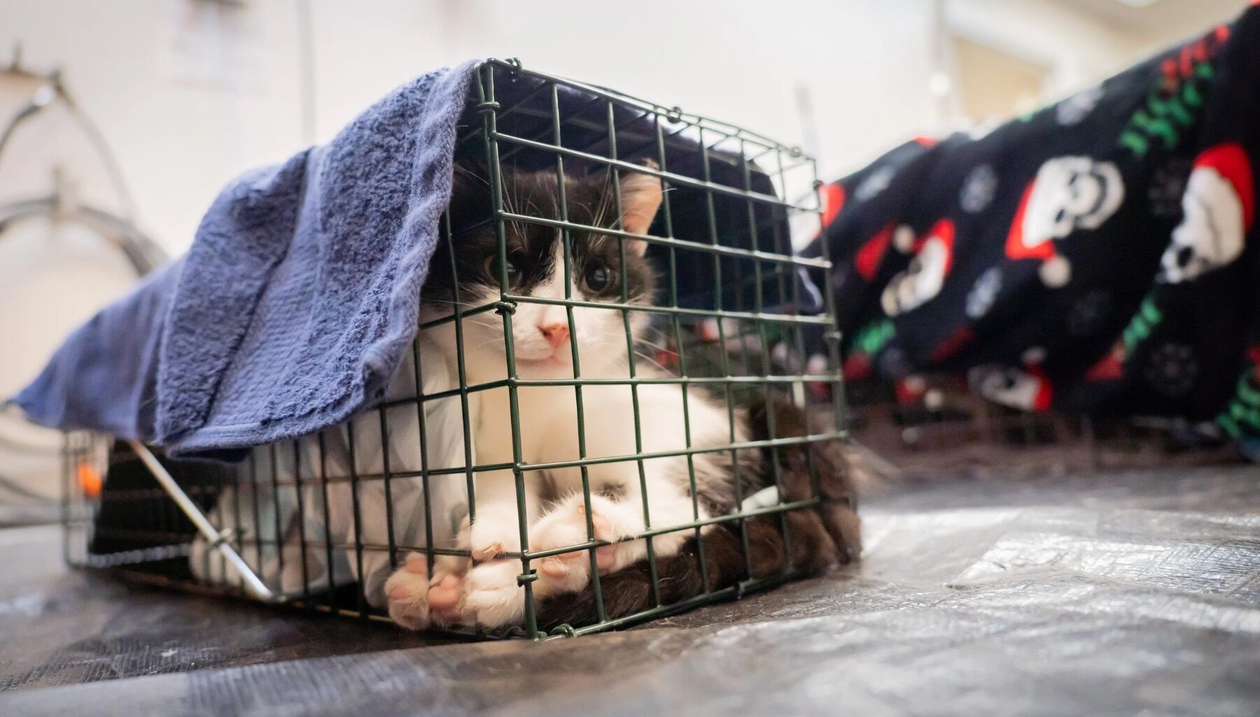 Berks ARL and No Nonsense Neutering partner with local municipalities to expand TNVR access ahead of “kitten season”