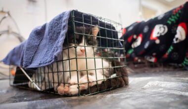 Berks ARL and No Nonsense Neutering partner with local municipalities to expand TNVR access ahead of “kitten season”