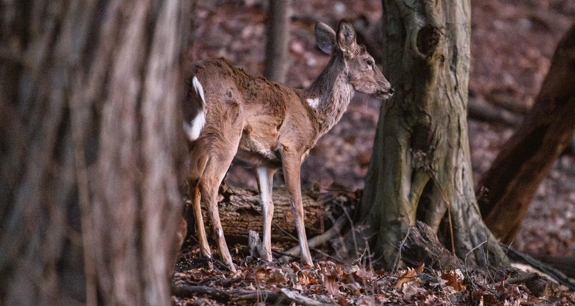 Pitt study finds gap between tick awareness and Lyme disease concern