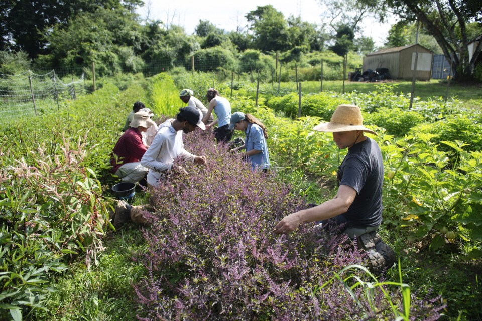 urban gardening philadelphia