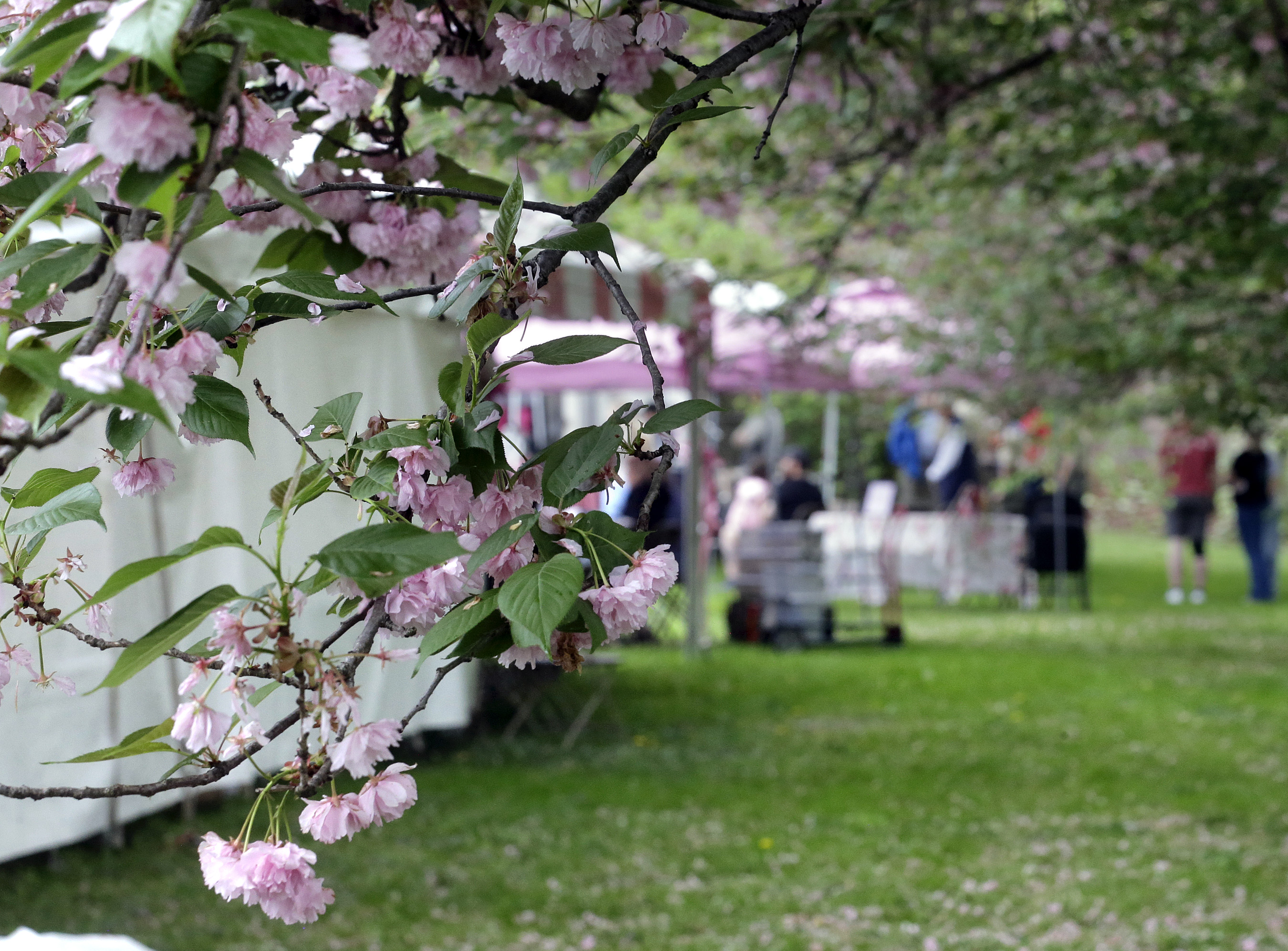 One of the few remaining cherry blossom trees still in...