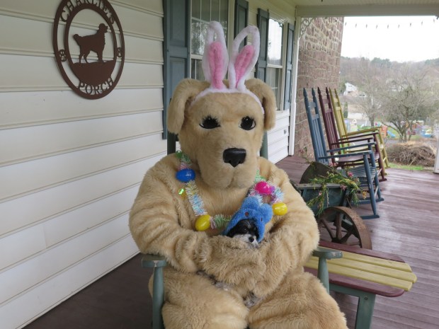 Mini, a three-year-old Havanese, poses with the Easter Bunny at Godfrey's Welcome to Dogdom on Saturday. (DAVID MEKEEL - READING EAGLE)