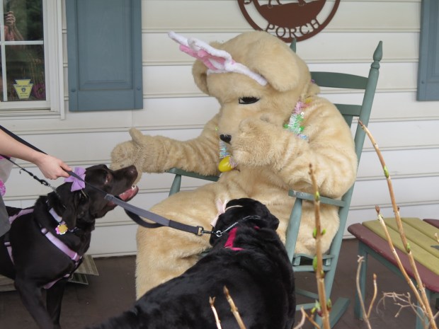 Ziya (left) and Rosie greet the Easter Bunny at an event at Godfrey's Welcome to Dogdom on Saturday. (DAVID MEKEEL - READING EAGLE)