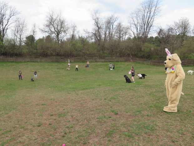 An Easter egg hunt for dogs well held at Godfrey's Welcome to Dogdom on Saturday. (DAVID MEKEEL - READING EAGLE)
