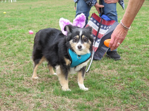 Eleven-year-old Poppy isn't sure if she's interested in hunting for eggs during a special Easter egg hunt for dogs held at Godfrey's Welcome to Dogdom on Saturday. (DAVID MEKEEL - READING EAGLE)