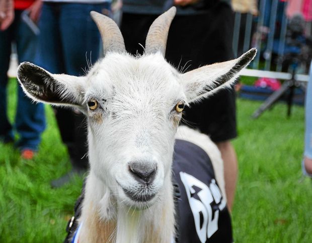Goat races return to Sly Fox in Pottstown this weekend (file photo)
