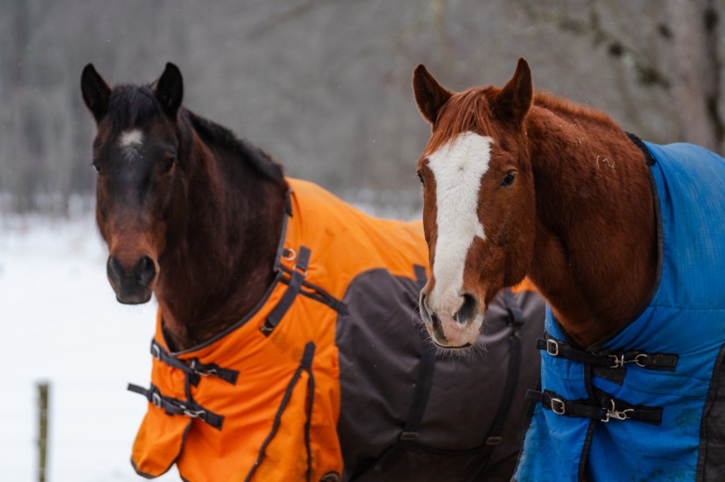 Lifelong Springfield resident, 101, is honoree of Wissahickon Day Parade of horses