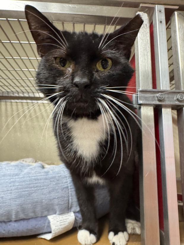 Beef is a 3-year-old male with the bib and boots of a classic tuxedo cat. (COURTESY OF GRIFFIN POND ANIMAL SHELTER)