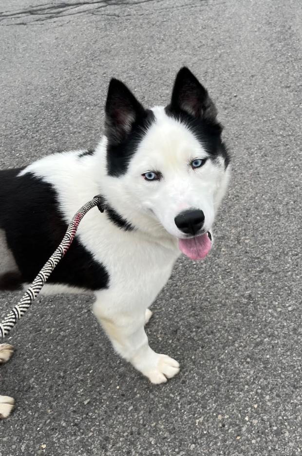 Cloud is a 2-year-old female. She's well behaved but isn't recommended for homes with small dogs, cats or other small animals. (COURTESY OF GRIFFIN POND ANIMAL SHELTER)