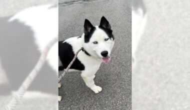 Pets of the Week, sponsored by Dr. PAWS, April 12, 2026