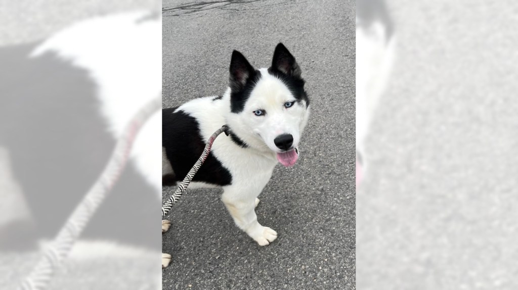 Pets of the Week, sponsored by Dr. PAWS, April 12, 2026