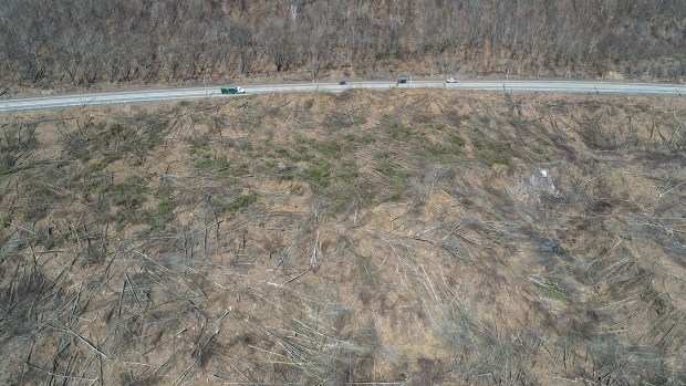 Vehicles pass a clearing of trees along Business Route 6 in Archbald Tuesday, March 24, 2026. (SEAN MCKEAG / STAFF PHOTOGRAPHER)