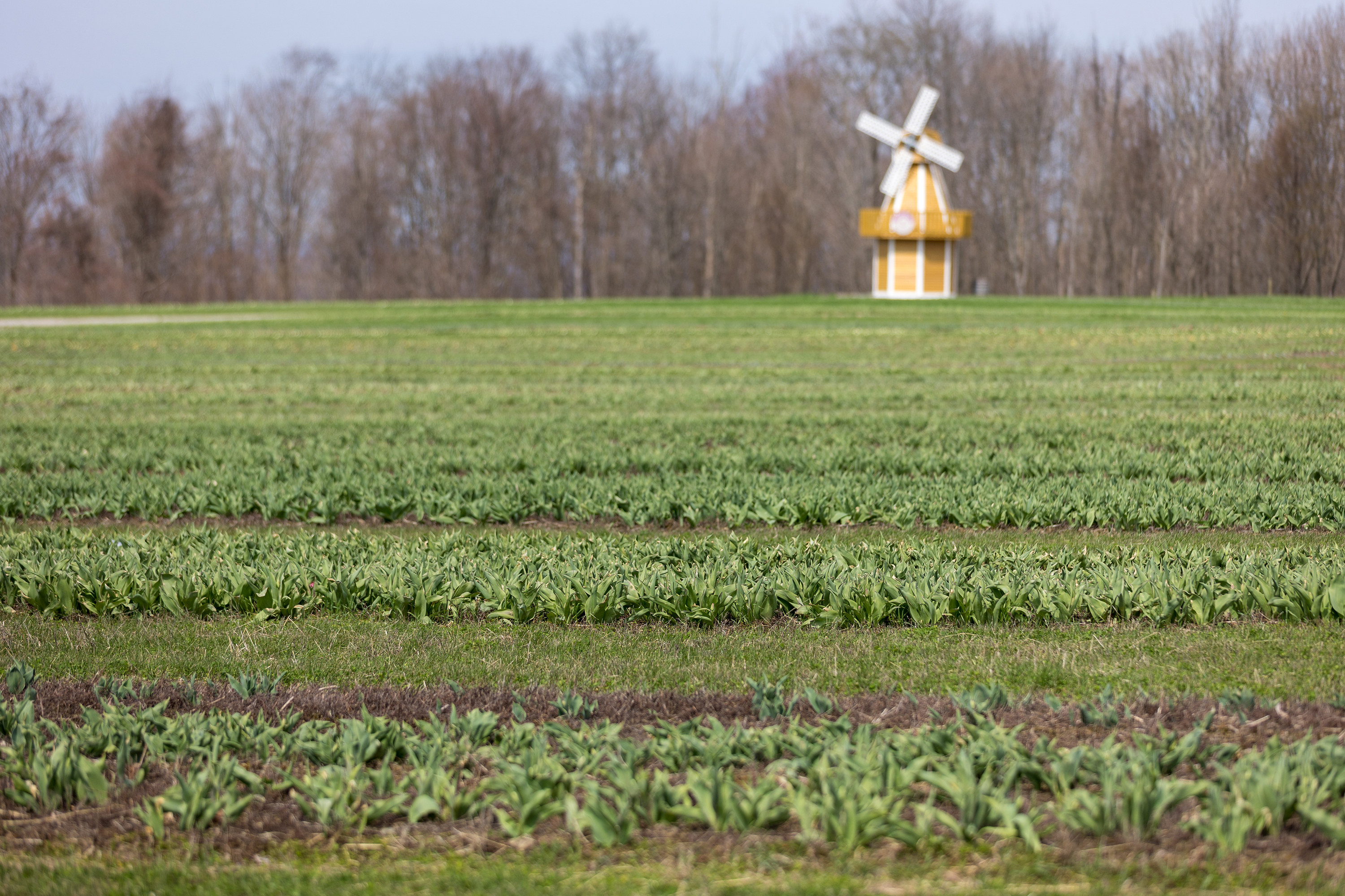 Tulip fields at Lakeland Orchard and Cidery in Lakeland on...