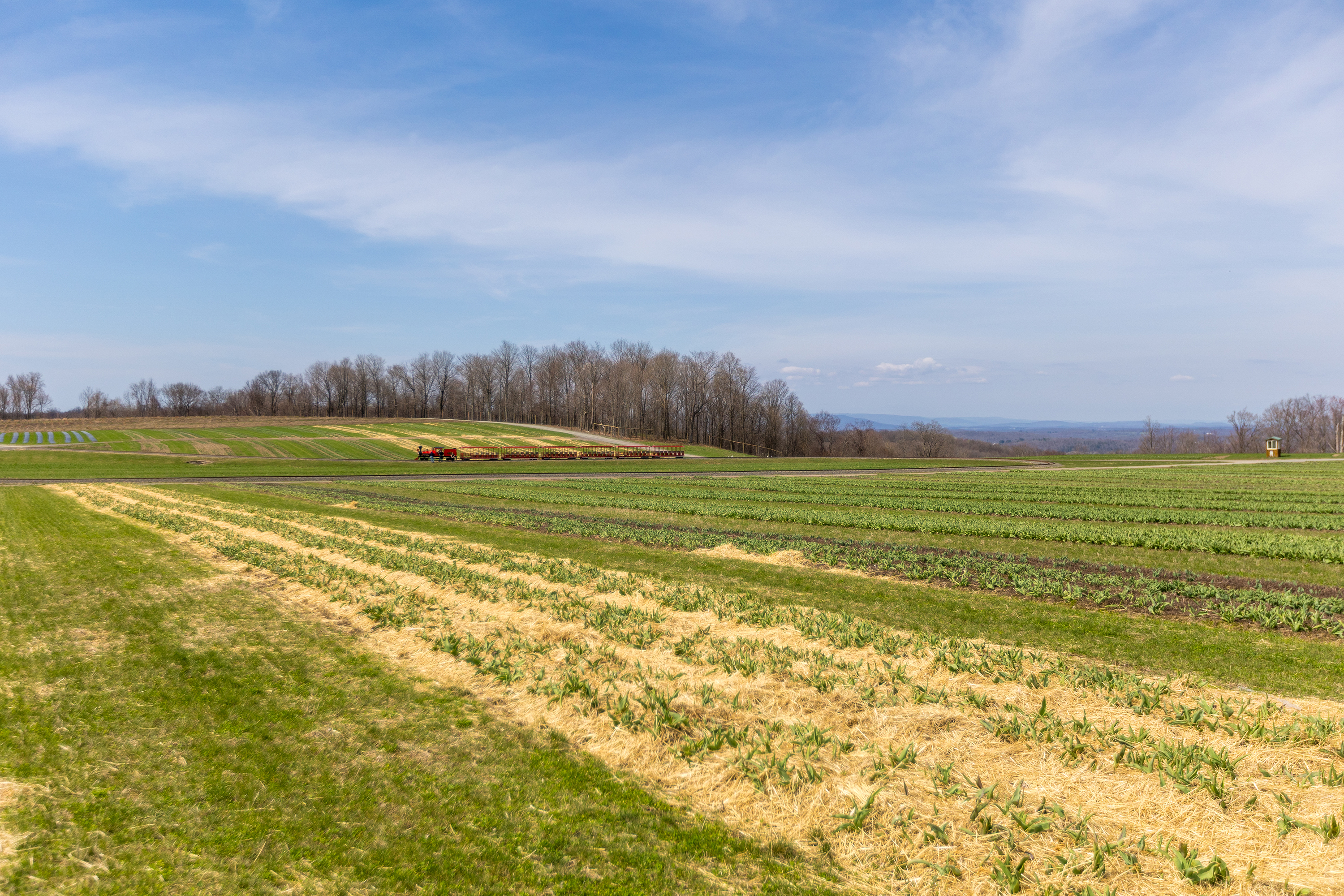 Tulip fields at Lakeland Orchard and Cidery in Lakeland on...