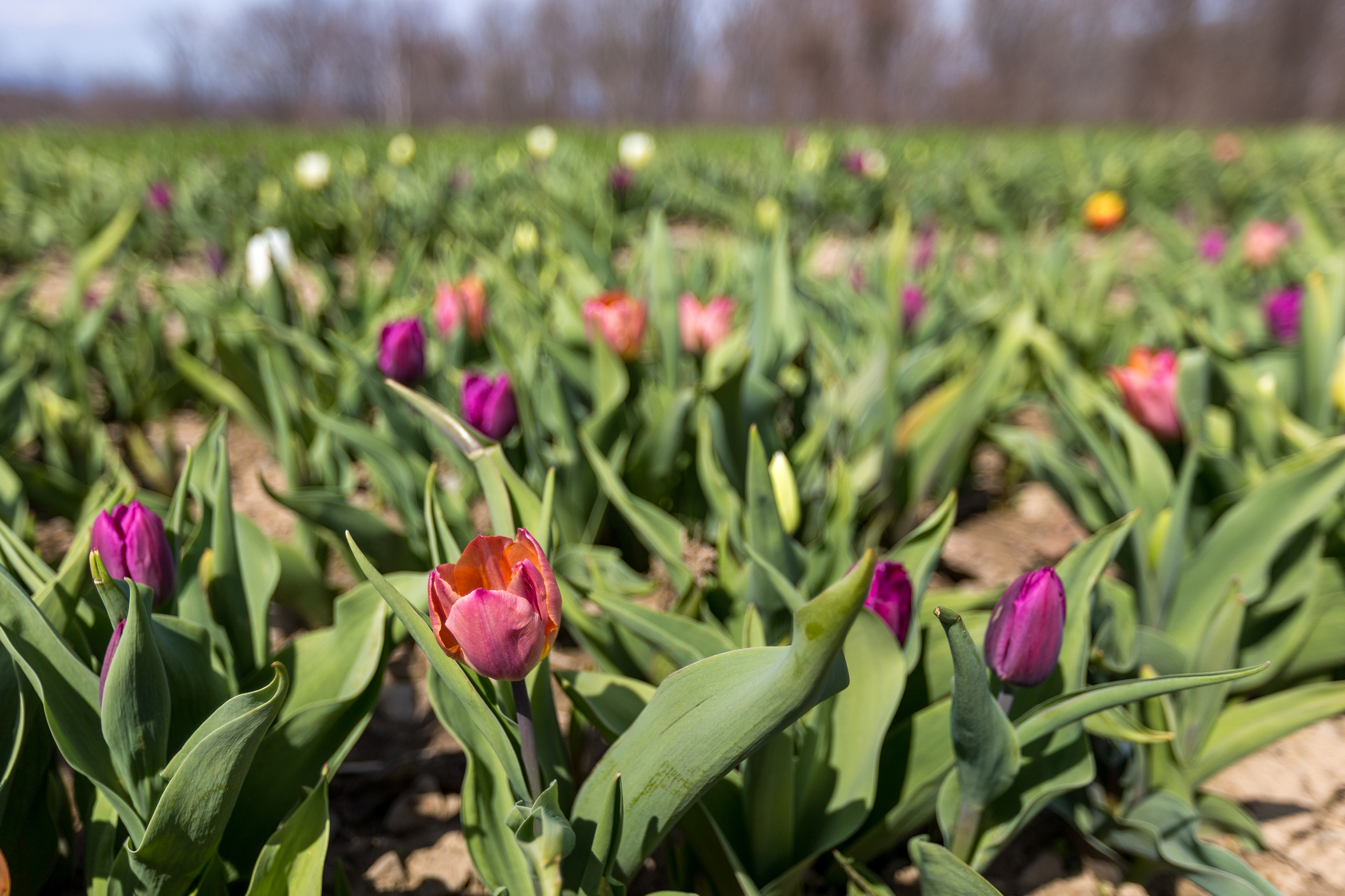 Blooming tulips at Lakeland Orchard and Cidery in Lakeland on...