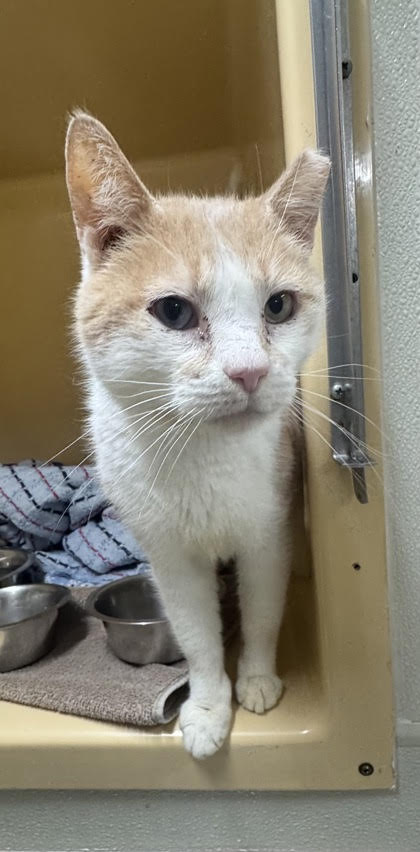 Barney, a 6-year-old male, is a former house cat who...