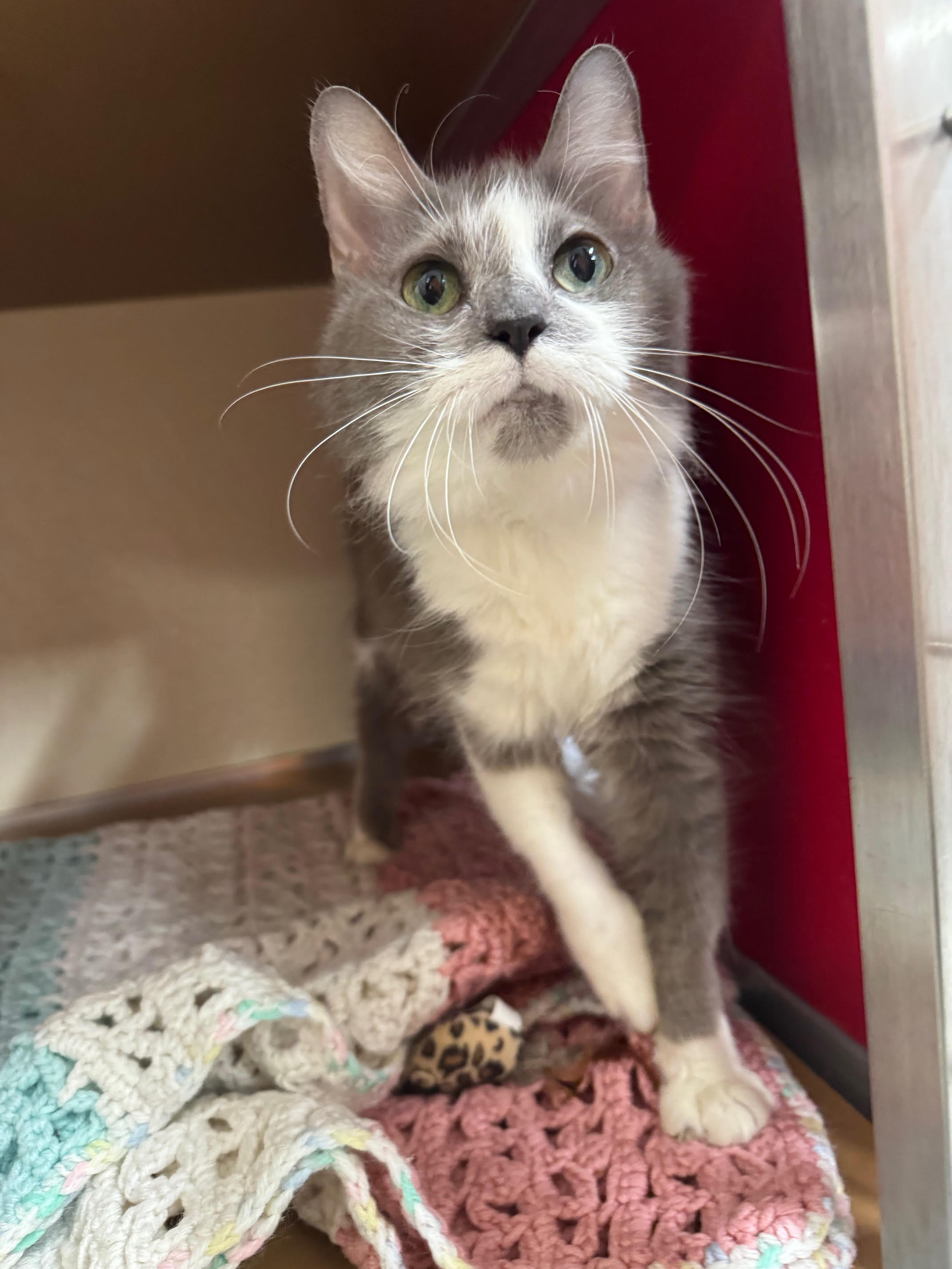 Coco is an 8-year-old long-haired gray and white female. She...