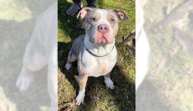 Pets of the Week, sponsored by Dr. PAWS, April 5, 2026