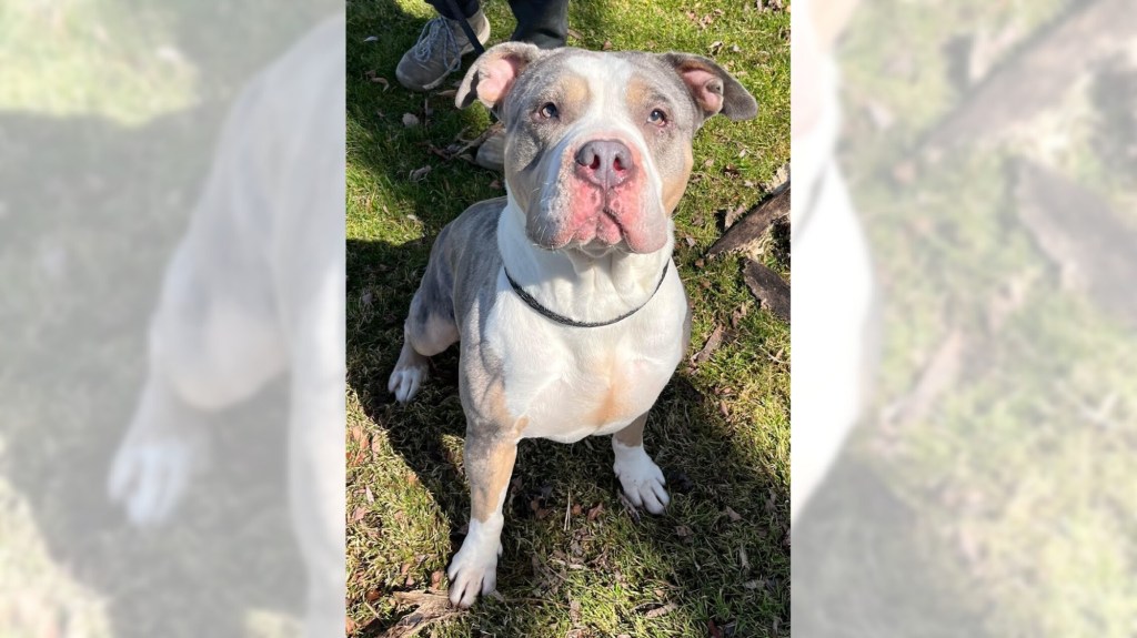 Pets of the Week, sponsored by Dr. PAWS, April 5, 2026