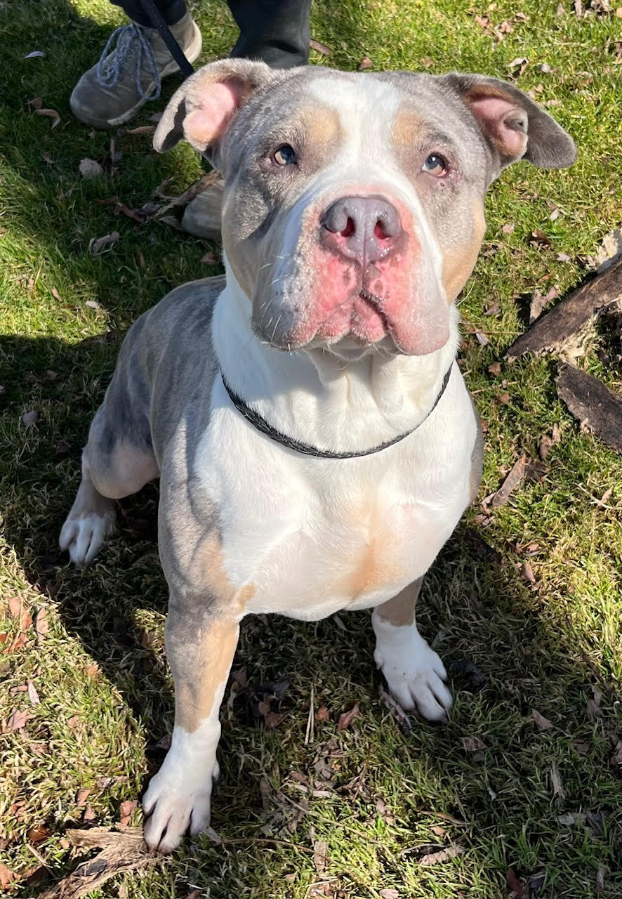 Gina is a 4-year-old, 66-pound female. She does not do...