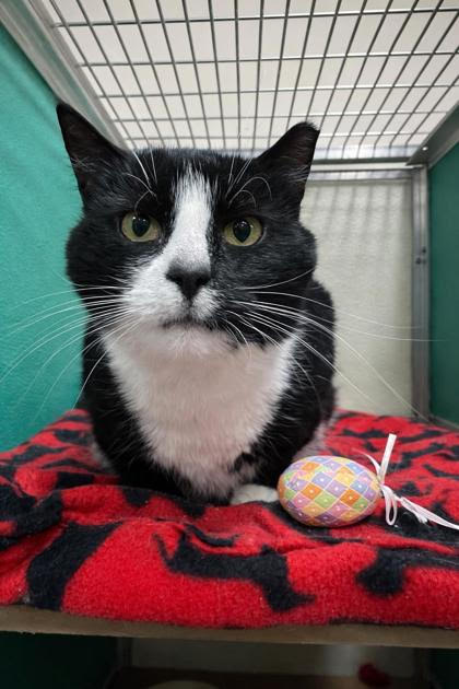 Lily, a female tuxedo cat, is 7 years old but...