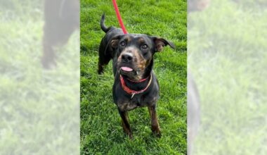 Pets of the Week, sponsored by Dr. PAWS, April 26, 2026