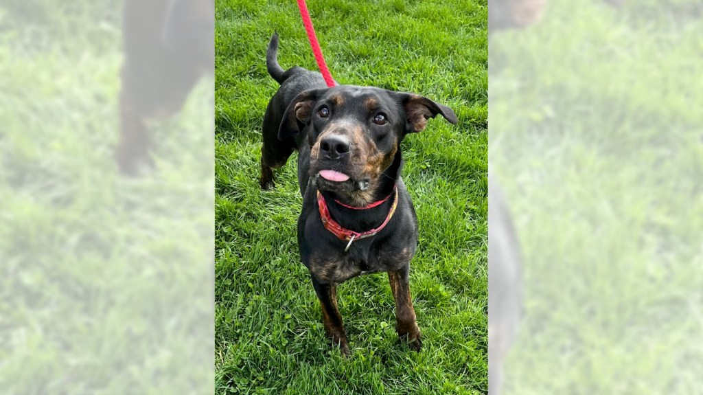 Pets of the Week, sponsored by Dr. PAWS, April 26, 2026