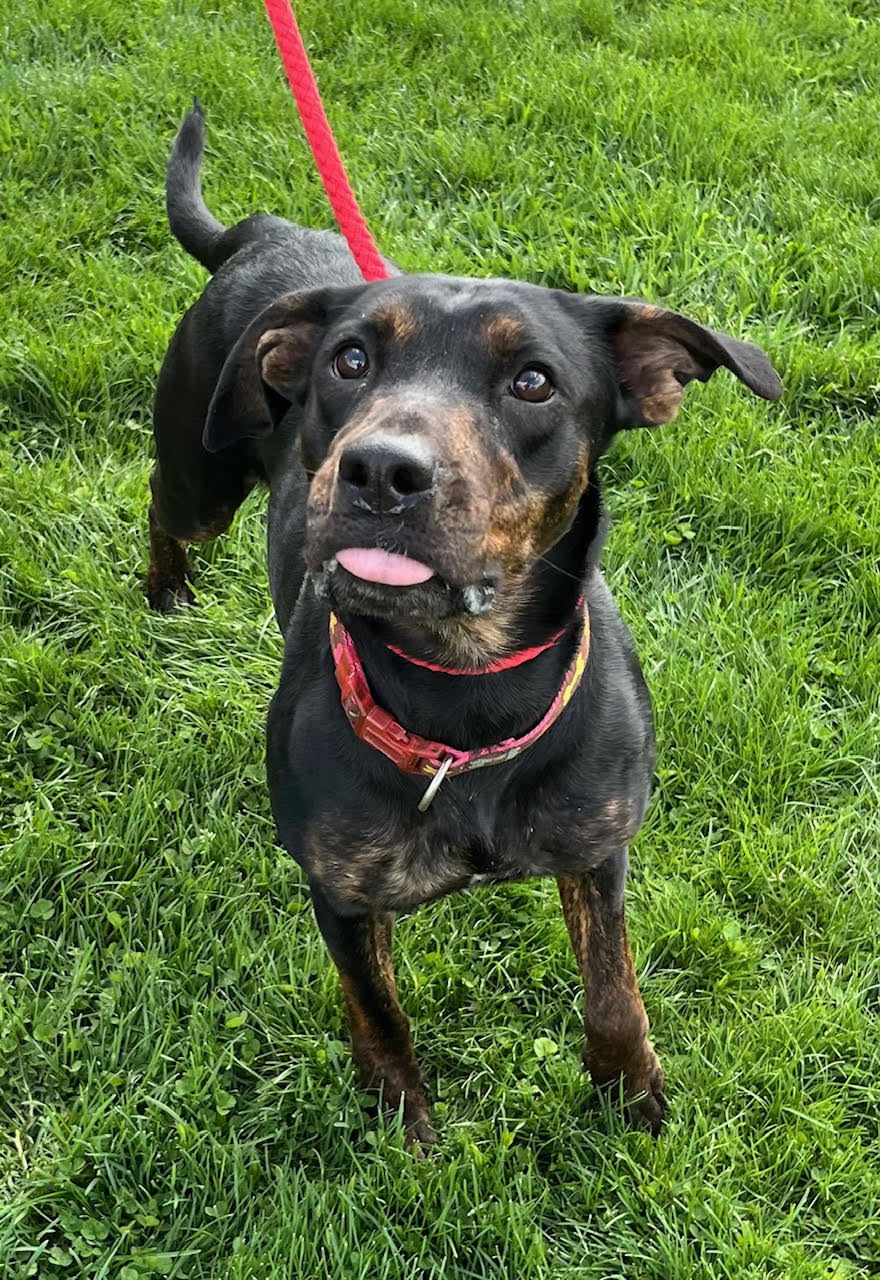 Shiloh is an energetic, 2-year-old female Doberman mix who weighs...