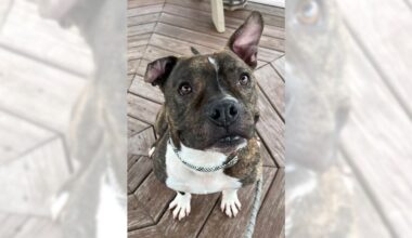 Pets of the Week, sponsored by Dr. PAWS, April 19, 2026