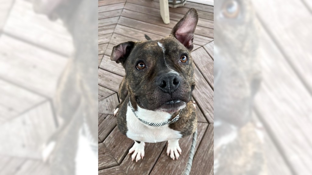 Pets of the Week, sponsored by Dr. PAWS, April 19, 2026