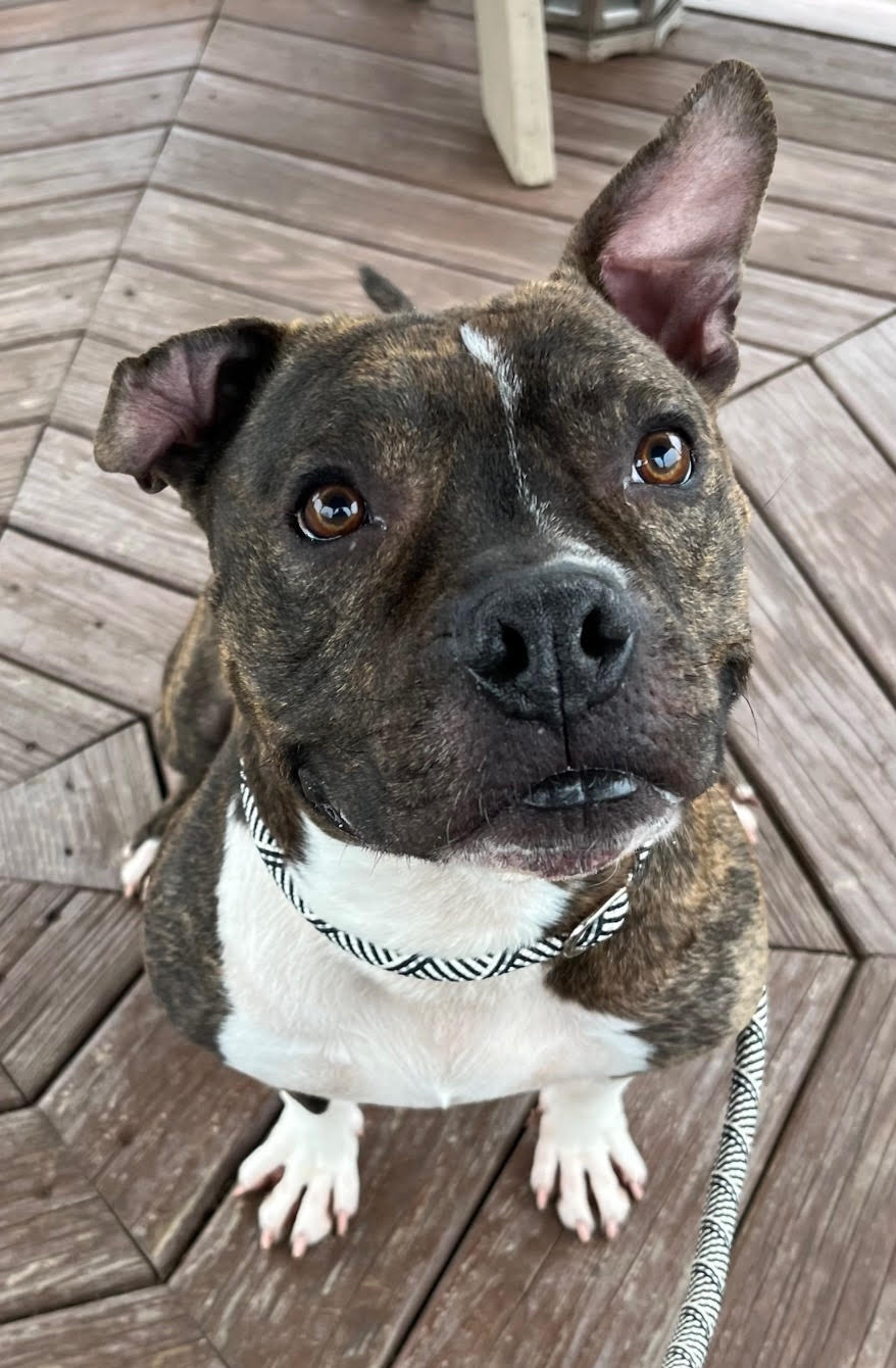 Trader Joe, a 56-pound male with a brindled coat, is...